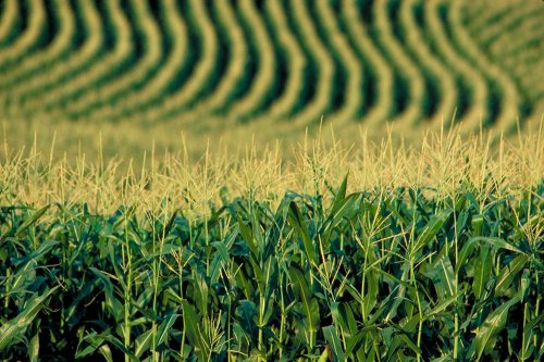 Statele membre UE pot alege dacă aprobă sau interzic cultivarea de OMG