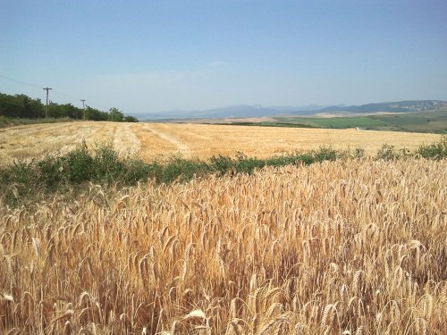 România a exportat 4,4 milioane de tone de grâu