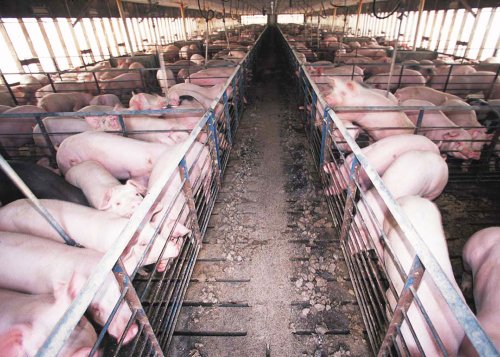 Fermierii pot depune cererea de plată pentru porcine 