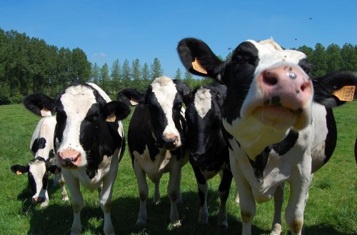 Fermierii români nu își pot vinde laptele