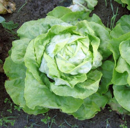 Rolul legumelor cu frunze verzi în alimentație