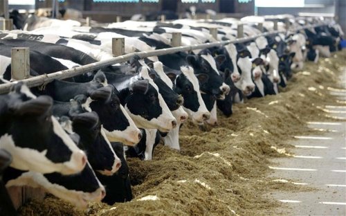Franța alocă 600 milioane de euro pentru crescătorii de animale