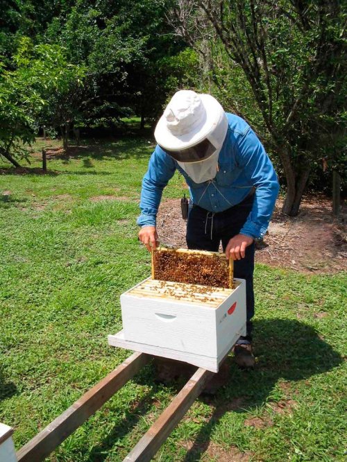 Producția de miere, afectată de caniculă