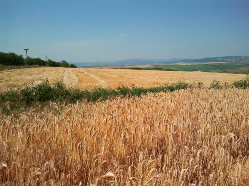 Recoltarea grâului se apropie de final