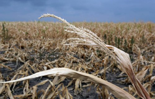 Despăgubiri pentru agricultorii afectaţi de secetă