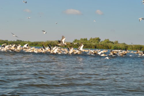 Delta Dunării, un muzeu viu al biodiversităţii