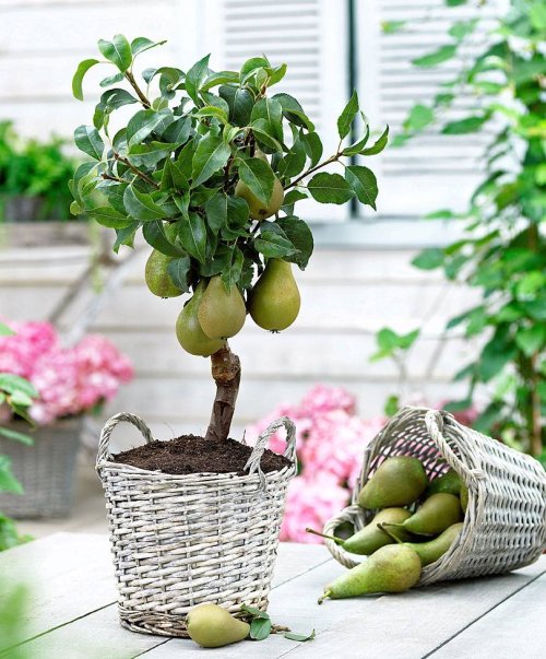 Pomi fructiferi cultivaţi în ghiveci
