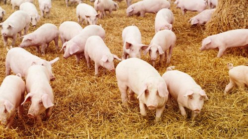 Cum se sacrifică și se vând legal porcii