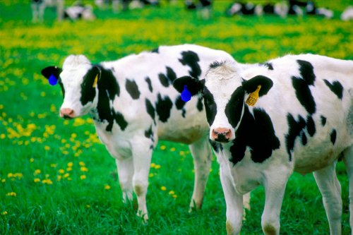 Ajutor financiar pentru crescătorii de vaci