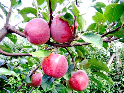 Mărul, fructul cu cele mai consistente beneficii pentru sănătate