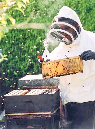 Sfaturi pentru începerea unei afaceri cu albine