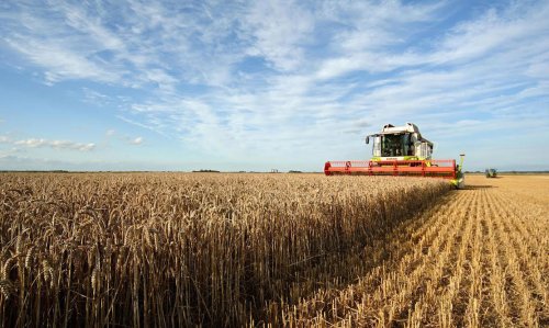 Producţia de grâu a depăşit 8,4 milioane de tone în România