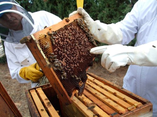 Ajutoare pentru apicultori