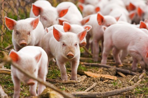 România reia exportul de porci vii