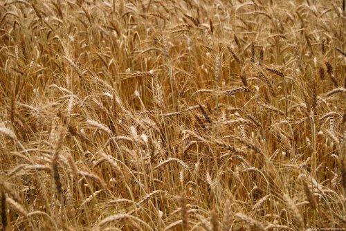 Producţii bune de grâu, secară şi orz
