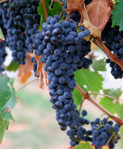 Asigurarea recoltelor de struguri pentru vin