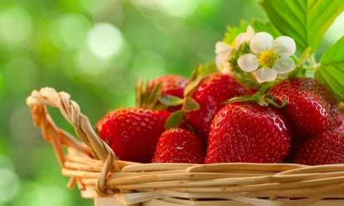 Căpșunele acționează ca antibiotic și antiinflamator