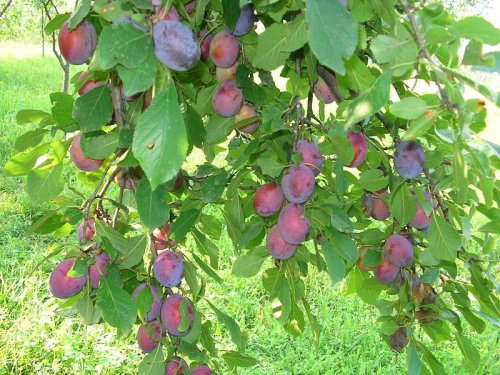 Despre beneficiile curative ale prunelor