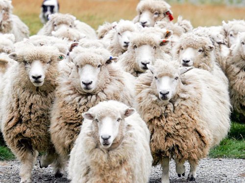 32 de mii de beneficiari în programul de comercializare a lânii