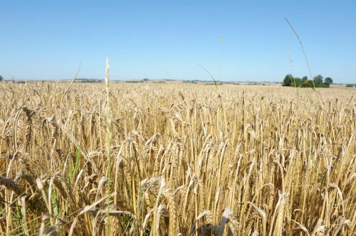 Recolta de grâu a UE va scădea în acest an din cauza vremii secetoase