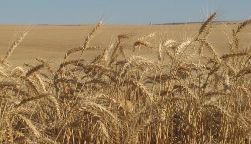 Recoltele de grâu și rapiță, mai slabe decât anul trecut