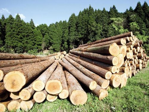Măsuri pentru rezolvarea crizei lemnului de foc