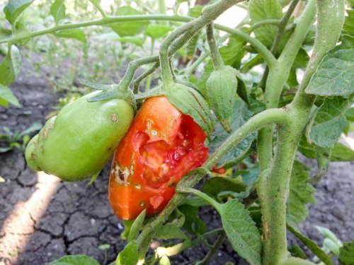 Dăunător periculos pentru culturile de tomate