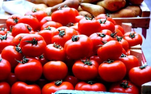 Bani pentru cultivatorii de tomate