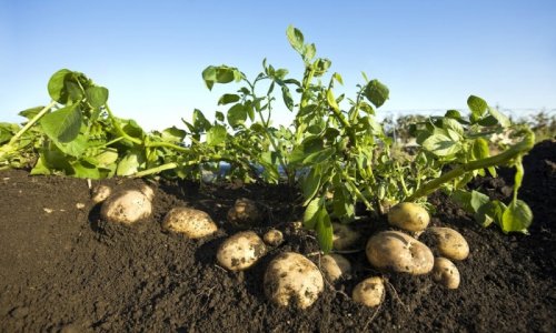 Culturile de cartofi, amenințate de mană