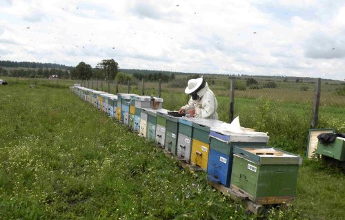 Ajutor de minimis de 20 de lei pe familia de albine