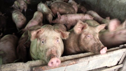 Sute de mii de porci eutanasiaţi