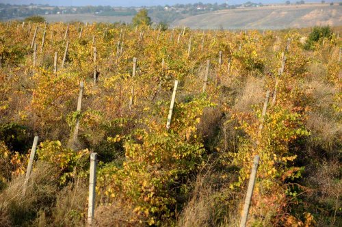 Sprijin financiar pentru reconversia plantaţiilor viticole