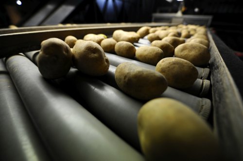Producţie bună la cartofi