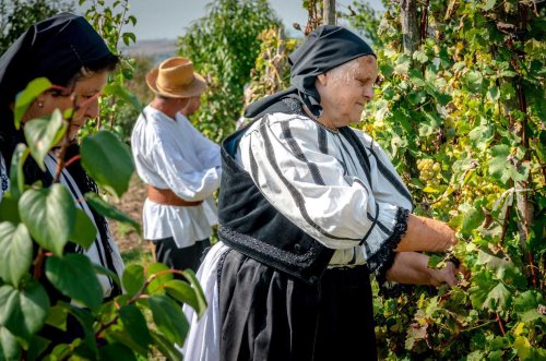 Cercetare și expoziție de fotografie etnografică despre viticultura din județul Alba