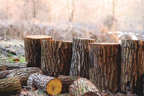 Investigație pe piața lemnului din România