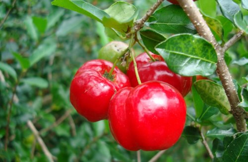 Acerola, o plantă cu proprietăți antioxidante și detoxifiante