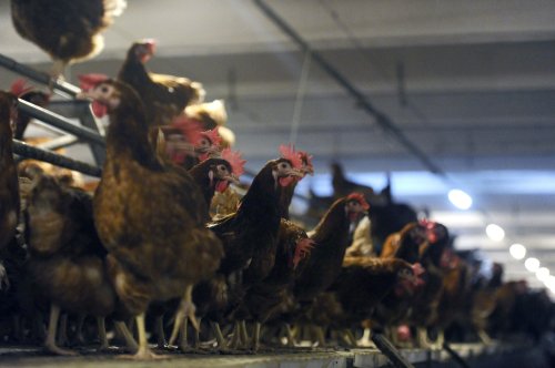 Alertă de gripă aviară în Europa