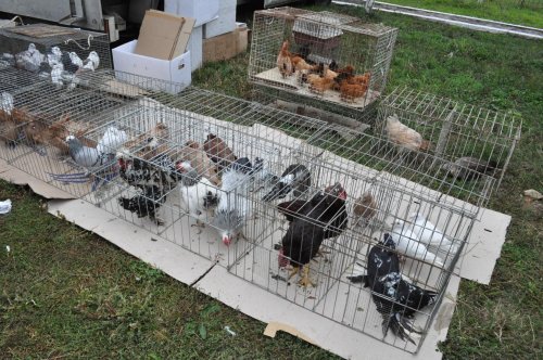 Vânzarea păsărilor în târguri, interzisă în Suceava