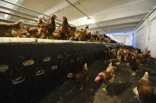 Gripa aviară trebuie oprită prin restricționarea unor importuri
