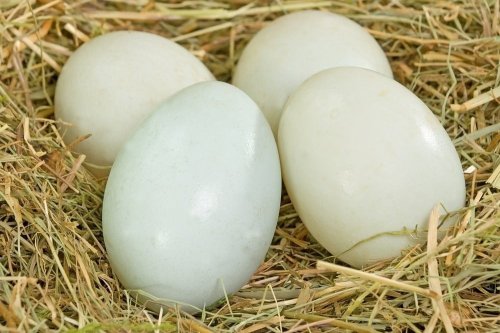 Beneficiile ouălor de rață pentru organismul uman