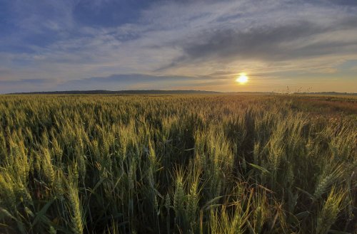 România cere UE flexibilitate  în privința reducerii pesticidelor