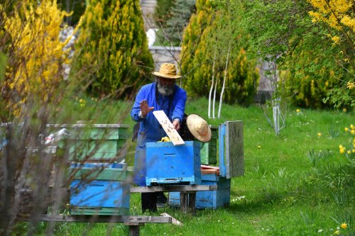 Apicultorii solicită  un sprijin de 10 euro/ familia de albine