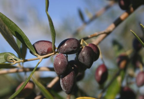 Măslinele, cel mai bogat rezervor de vitamina E