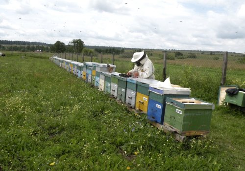 Termen prelungit pentru cererile apicultorilor