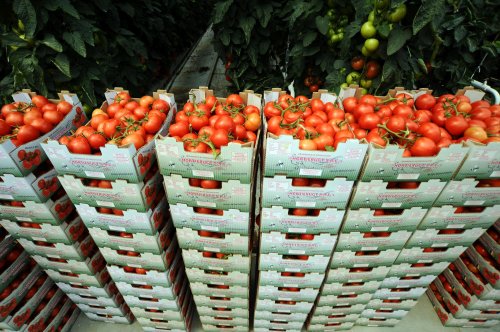 Programul „Tomata” nu a dus  la scăderea importurilor de roșii