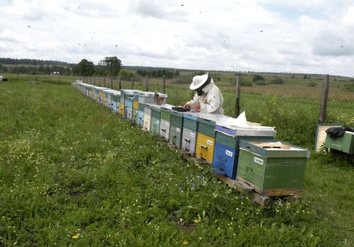 An foarte dificil pentru crescătorii de albine