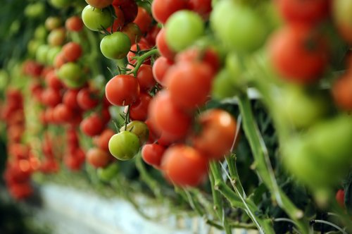 Programul „Tomata” se va extinde și la alte legume