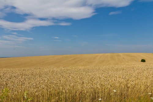 Ucraina: Liber la vânzarea terenurilor agricole