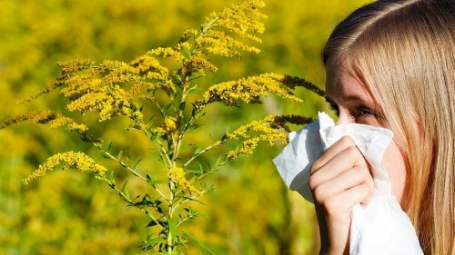 Ambrozia, risc de alergii și astm