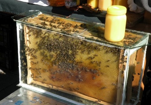 O asociație pledează pentru protejarea albinelor  din București